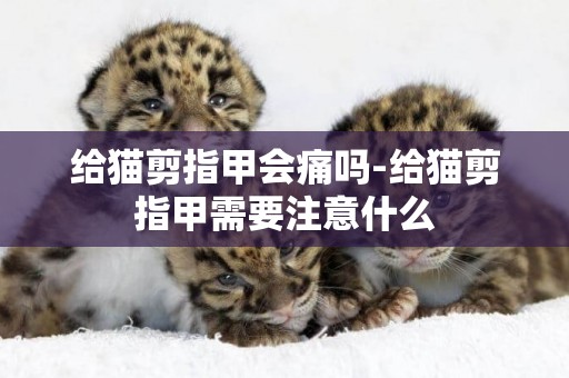 給貓剪指甲會痛嗎-給貓剪指甲需要注意什么