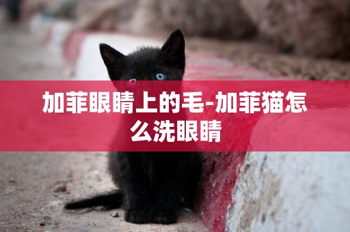 加菲眼睛上的毛-加菲貓怎么洗眼睛