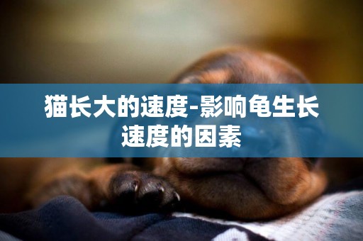 貓長大的速度-影響龜生長速度的因素