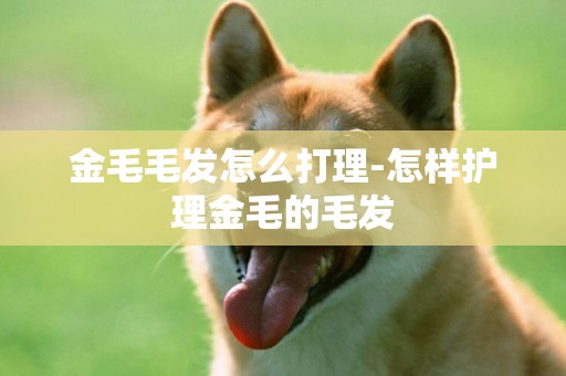 金毛毛發怎么打理-怎樣護理金毛的毛發