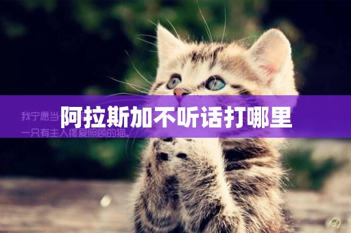阿拉斯加不聽話打哪里