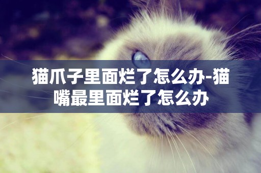 貓爪子里面爛了怎么辦-貓嘴最里面爛了怎么辦