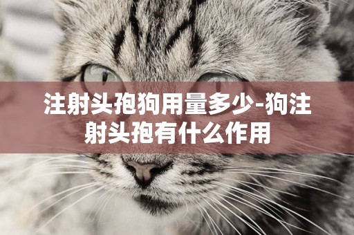 注射頭孢狗用量多少-狗注射頭孢有什么作用