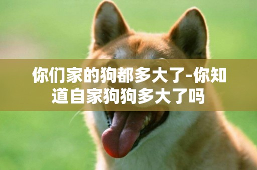 你們家的狗都多大了-你知道自家狗狗多大了嗎