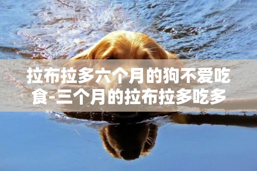 拉布拉多六個月的狗不愛吃食-三個月的拉布拉多吃多少狗糧