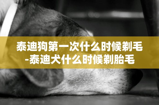 泰迪狗第一次什么時候剃毛-泰迪犬什么時候剃胎毛
