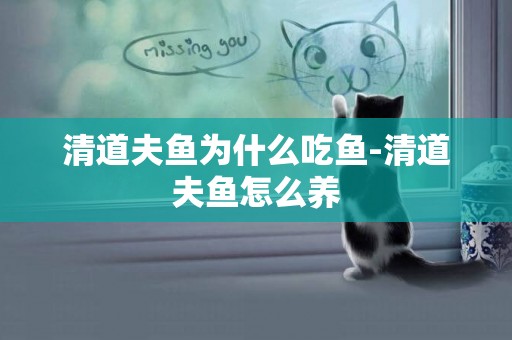 清道夫魚為什么吃魚-清道夫魚怎么養