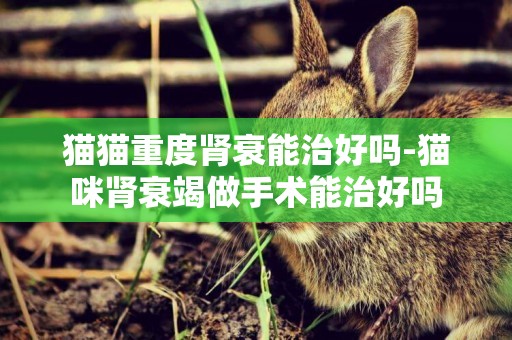 貓貓重度腎衰能治好嗎-貓咪腎衰竭做手術能治好嗎