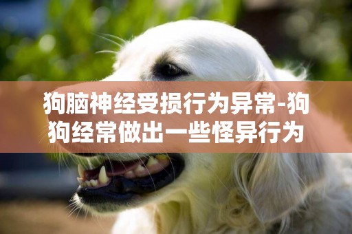 狗腦神經受損行為異常-狗狗經常做出一些怪異行為