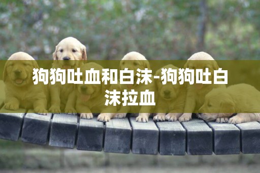 狗狗吐血和白沫-狗狗吐白沫拉血
