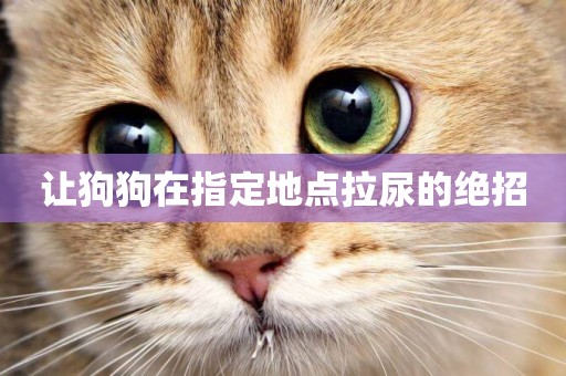 讓狗狗在指定地點拉尿的絕招