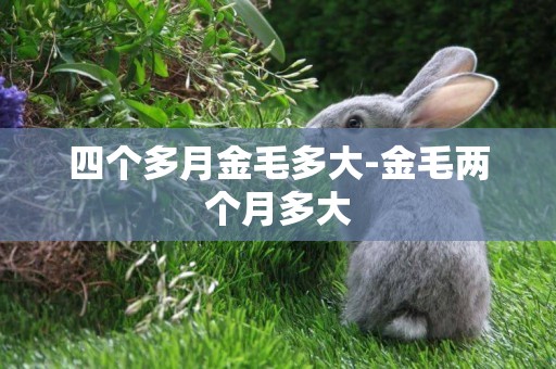 四個多月金毛多大-金毛兩個月多大