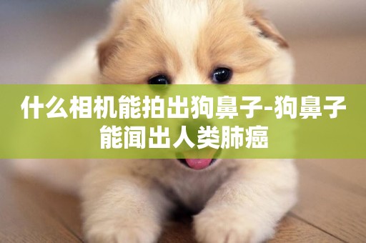 什么相機能拍出狗鼻子-狗鼻子能聞出人類肺癌