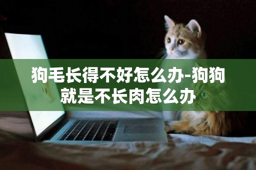 狗毛長得不好怎么辦-狗狗就是不長肉怎么辦