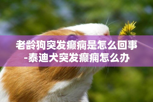 老齡狗突發癲癇是怎么回事-泰迪犬突發癲癇怎么辦