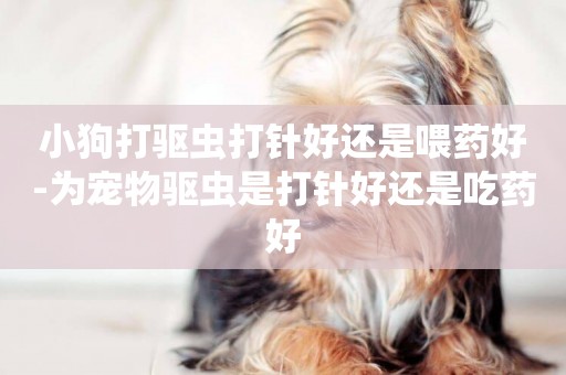 小狗打驅蟲打針好還是喂藥好-為寵物驅蟲是打針好還是吃藥好