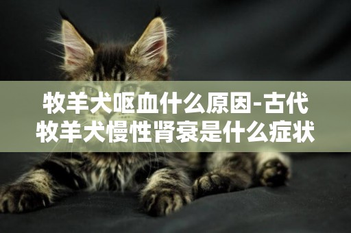 牧羊犬嘔血什么原因-古代牧羊犬慢性腎衰是什么癥狀