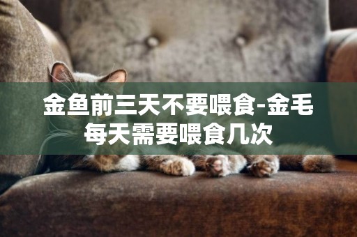 金魚前三天不要喂食-金毛每天需要喂食幾次