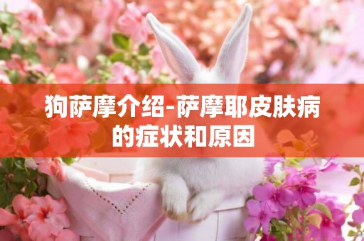 狗薩摩介紹-薩摩耶皮膚病的癥狀和原因