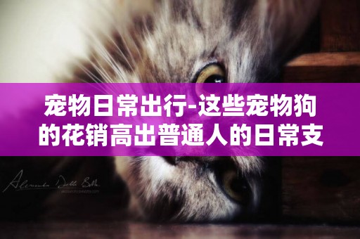 寵物日常出行-這些寵物狗的花銷高出普通人的日常支出