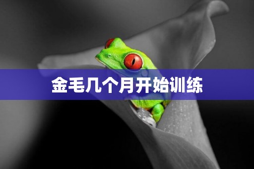 金毛幾個月開始訓練