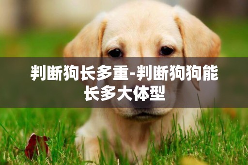 判斷狗長多重-判斷狗狗能長多大體型