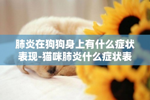 肺炎在狗狗身上有什么癥狀表現-貓咪肺炎什么癥狀表現