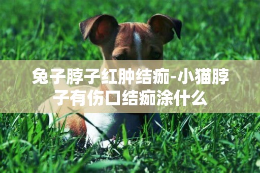兔子脖子紅腫結痂-小貓脖子有傷口結痂涂什么
