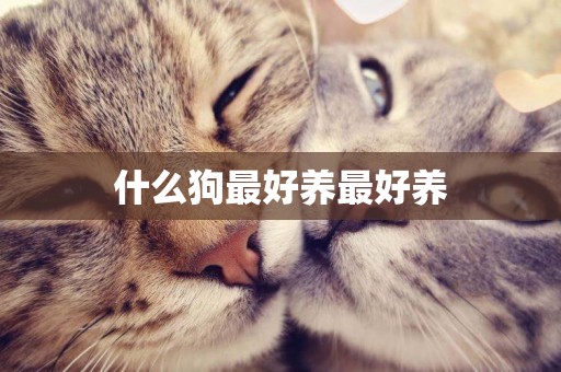 什么狗最好養最好養