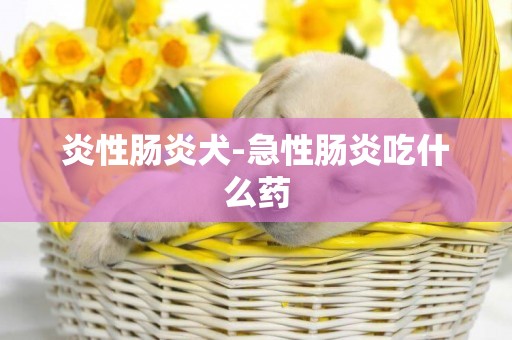 炎性腸炎犬-急性腸炎吃什么藥