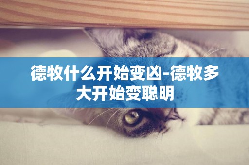 德牧什么開始變兇-德牧多大開始變聰明