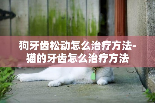 狗牙齒松動怎么治療方法-貓的牙齒怎么治療方法