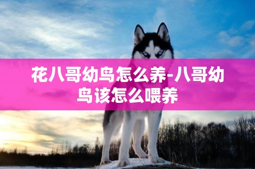 花八哥幼鳥怎么養-八哥幼鳥該怎么喂養