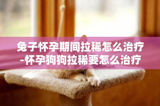 兔子懷孕期間拉稀怎么治療-懷孕狗狗拉稀要怎么治療