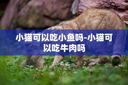 小貓可以吃小魚嗎-小貓可以吃牛肉嗎