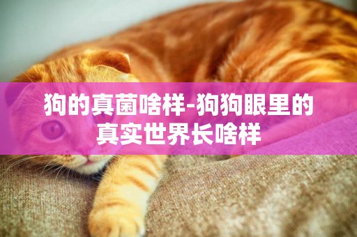狗的真菌啥樣-狗狗眼里的真實世界長啥樣