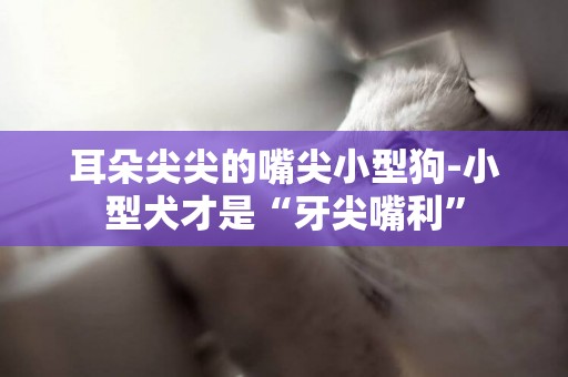 耳朵尖尖的嘴尖小型狗-小型犬才是“牙尖嘴利”