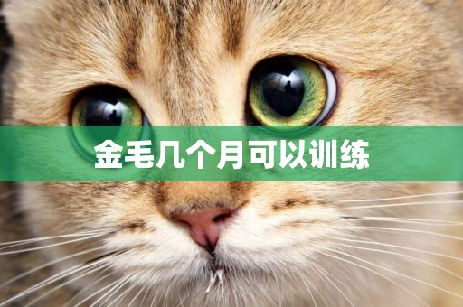 金毛幾個月可以訓練