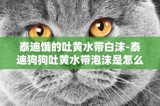 泰迪餓的吐黃水帶白沫-泰迪狗狗吐黃水帶泡沫是怎么回事