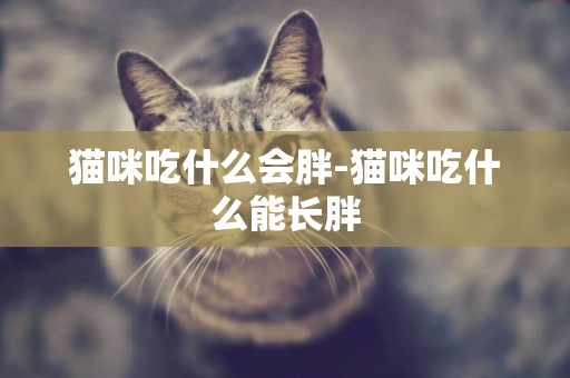 貓咪吃什么會胖-貓咪吃什么能長胖
