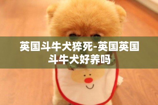 英國斗牛犬猝死-英國英國斗牛犬好養嗎