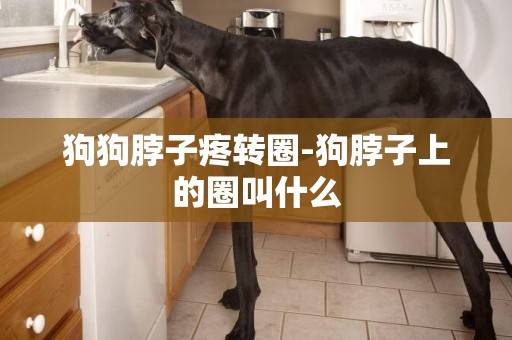 狗狗脖子疼轉圈-狗脖子上的圈叫什么