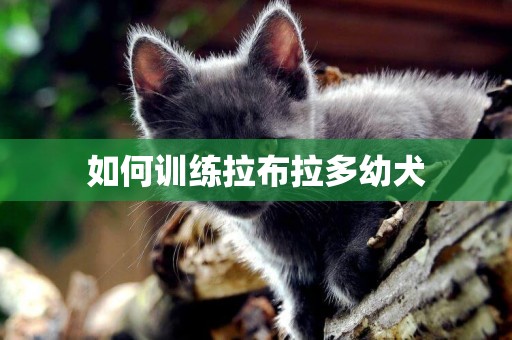 如何訓練拉布拉多幼犬