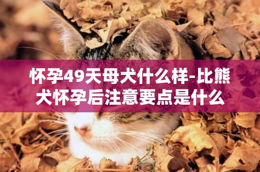 懷孕49天母犬什么樣-比熊犬懷孕后注意要點是什么