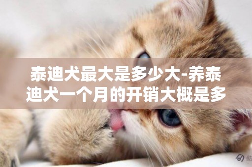 泰迪犬最大是多少大-養泰迪犬一個月的開銷大概是多少