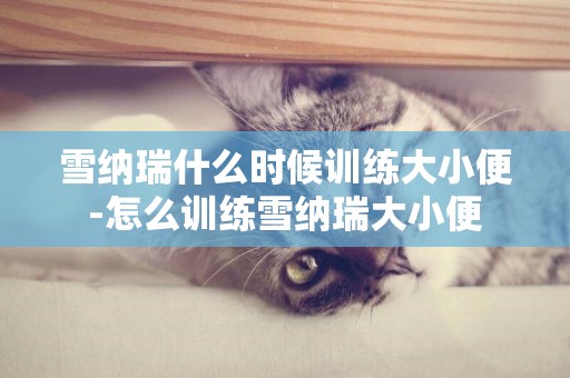 雪納瑞什么時候訓練大小便-怎么訓練雪納瑞大小便