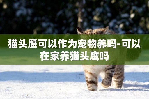 貓頭鷹可以作為寵物養嗎-可以在家養貓頭鷹嗎