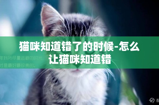 貓咪知道錯了的時候-怎么讓貓咪知道錯