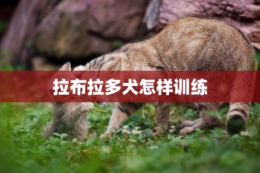 拉布拉多犬怎樣訓練
