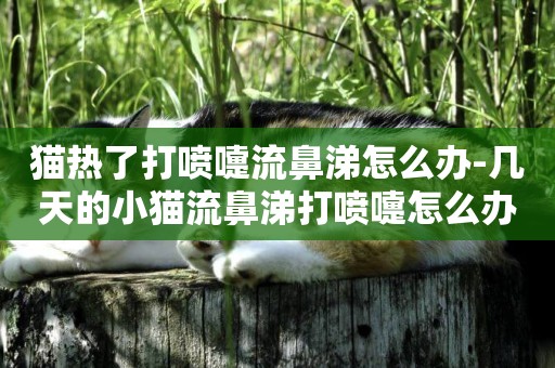 貓熱了打噴嚏流鼻涕怎么辦-幾天的小貓流鼻涕打噴嚏怎么辦